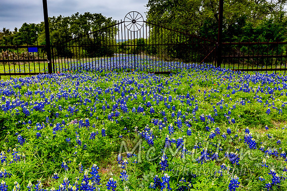 2016 Texas Flowers-7545