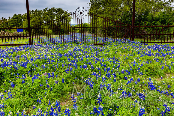 2016 Texas Flowers-7545-2