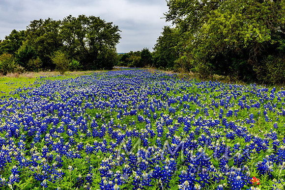 2016 Texas Flowers-7547