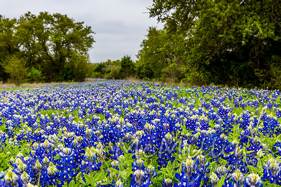 2016 Texas Flowers-7548