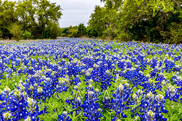 2016 Texas Flowers-7549