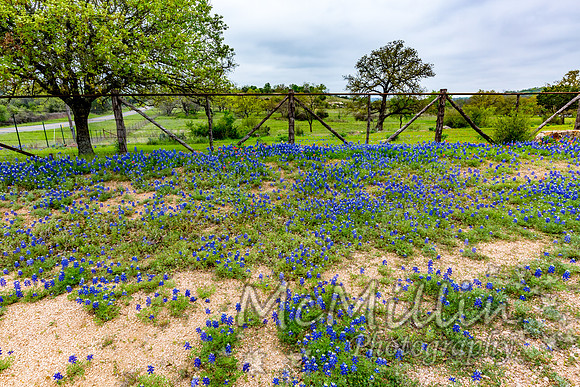 2016 Texas Flowers-7560