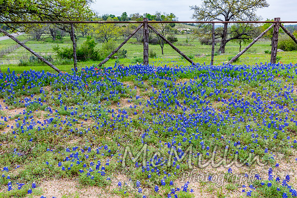 2016 Texas Flowers-7561