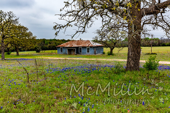 2016 Texas Flowers-7567