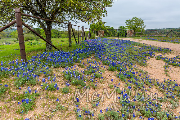 2016 Texas Flowers-7563