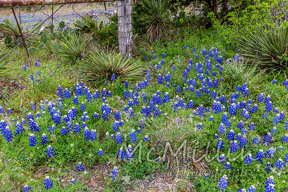 2016 Texas Flowers-7570