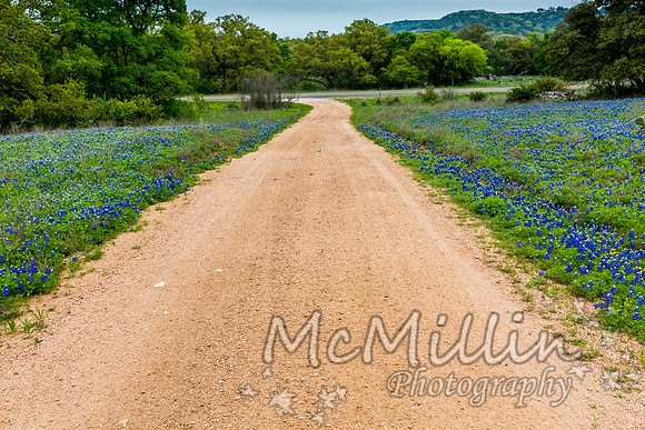 2016 Texas Flowers-7579