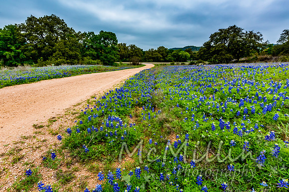 2016 Texas Flowers-7581