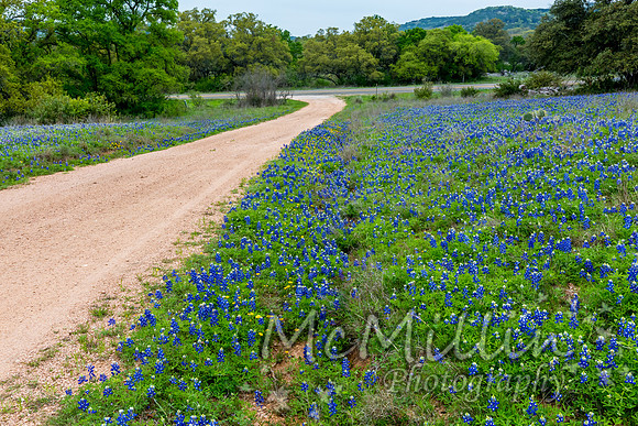 2016 Texas Flowers-7582
