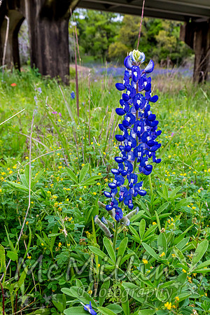 2016 Texas Flowers-7599