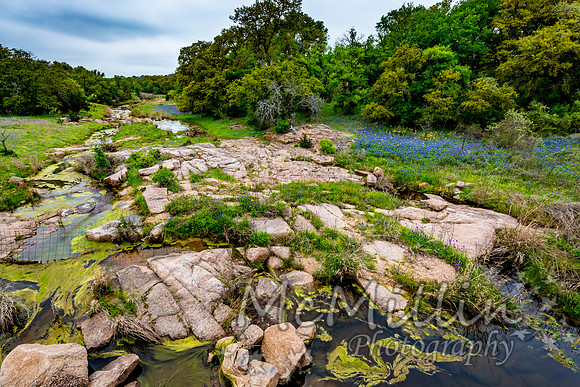 2016 Texas Flowers-7609