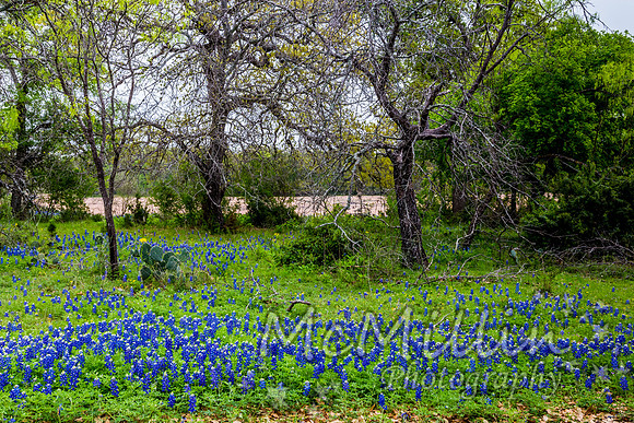 2016 Texas Flowers-7634