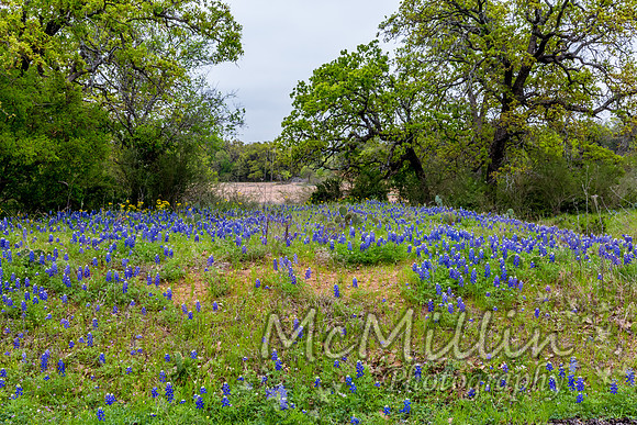 2016 Texas Flowers-7640
