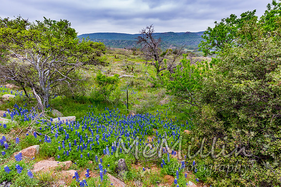 2016 Texas Flowers-7696