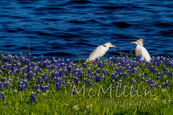 2016 Texas Flowers 7D-8719