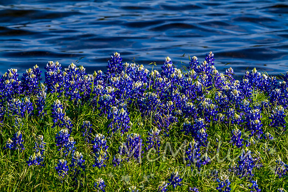 2016 Texas Flowers 7D-8748