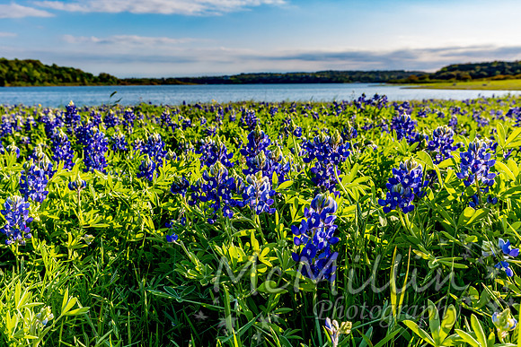 2016 Texas Flowers-7130