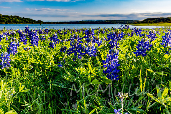 2016 Texas Flowers-7132