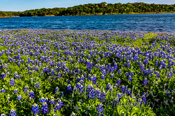 2016 Texas Flowers-7143