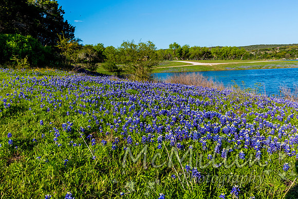2016 Texas Flowers-7165