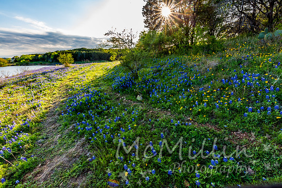 2016 Texas Flowers-7202