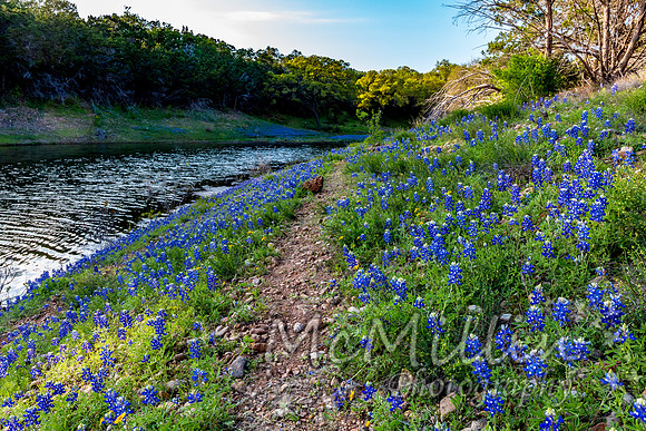 2016 Texas Flowers-7216