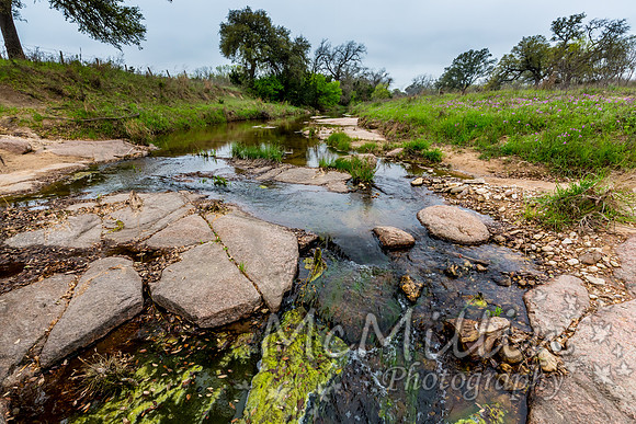 2016 Texas Flowers-7590