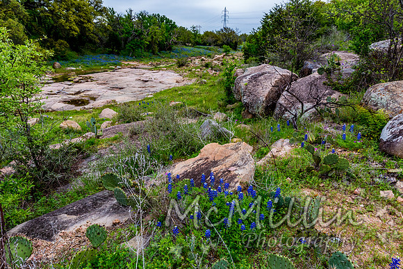 2016 Texas Flowers-7597