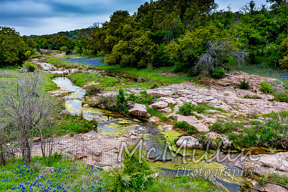 2016 Texas Flowers-7605