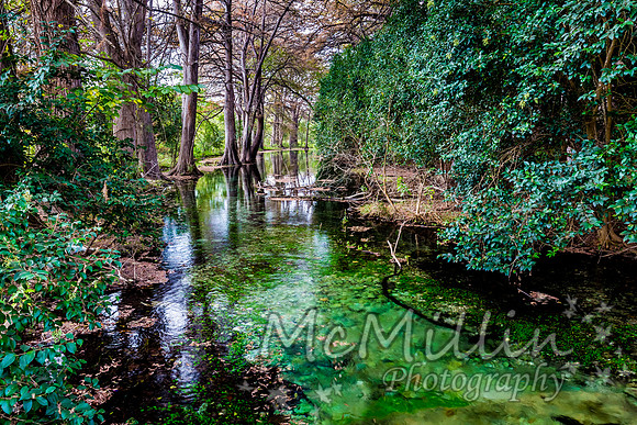 2016 Tx Fall Foliage CANON-8571